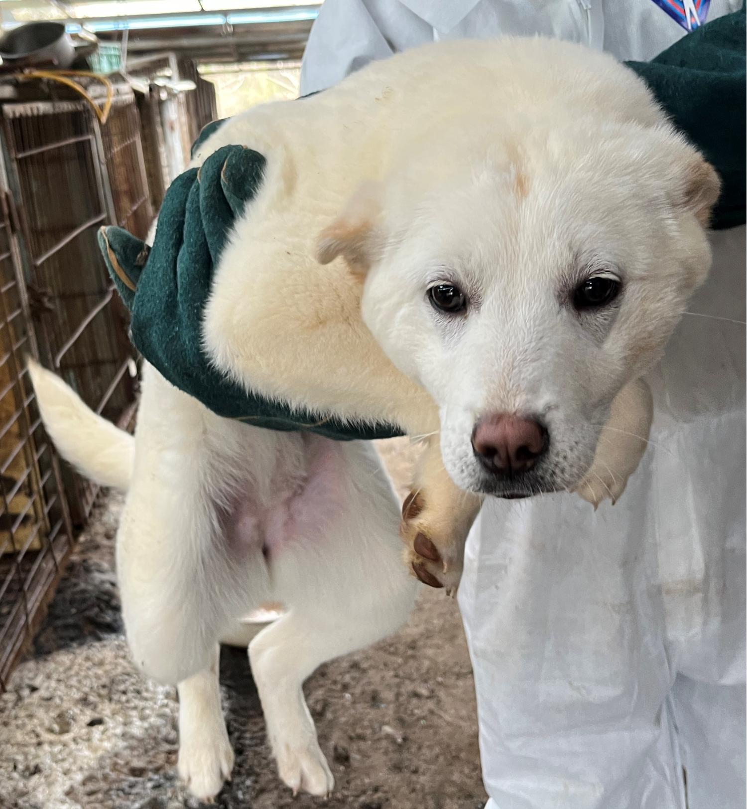 진도개메디컬센터_446500202300189